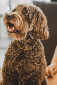 dog necklace collar -brown curly coated small dog