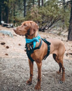 personalized dog harness - adult brown Labrador retriever