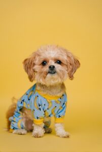 small dog accessories white and brown long coated small dog wearing blue and white polka dot shirt