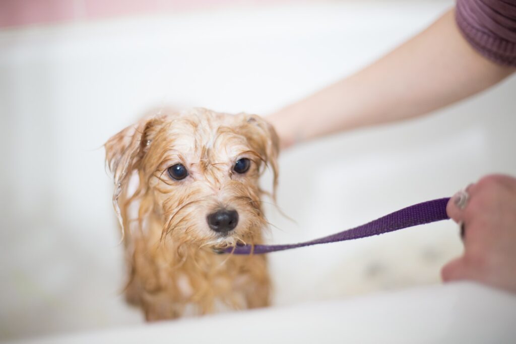 Pet Grooming Tools - brown long coated small dog