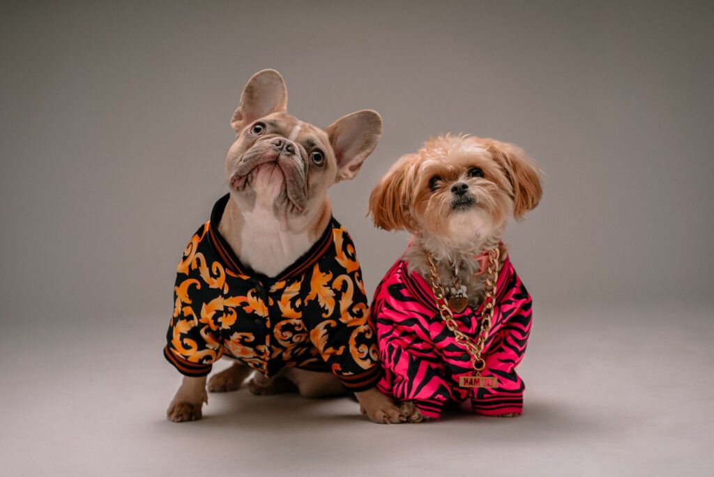 dog apparel - brown and white dog wearing pink and black polka dot dress