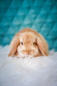 rabbit accessories - brown rabbit on white textile