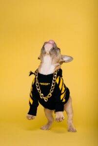dog necklace collar - white short coated small dog in black and yellow shirt