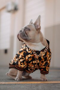 dog apparel -  fawn pug wearing black orange and white leopard print shirt
